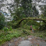 Power lines that were taken down by falling trees in Springbrook. The town has been without power for over a week.