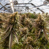 Legalise cannabis in NSW? These MPs don’t think it’s a bad idea