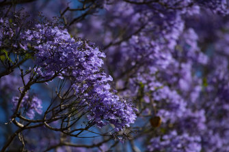 Jacarandas in full bloom are a common sight in Sydney and are more likely to be seen in Melbourne in the future. 