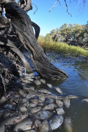 Hundreds of bony bream and other dead fish in the Darling River at Menindee.