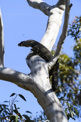 A goanna, also known as a lace monitor, on the look-out for lunch in the Royal National Park, south of Sydney.