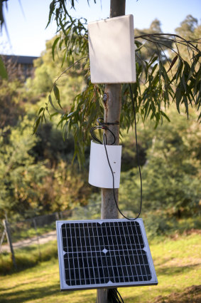 The 'sap sensors' on a tree at CERES Environment Park. 