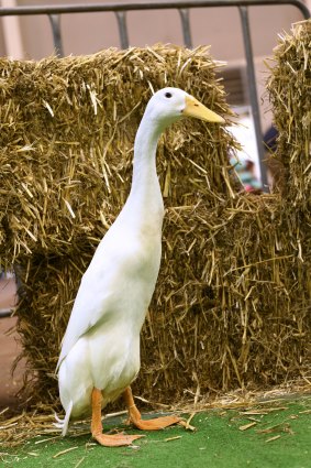 The Indian runner duck, known as Ferdinand or Dapto Duck, has won the top award for poultry at Sydney Royal Easter Show. He stands tall, does not waddle and looked like a soldier, said a top judge. 
