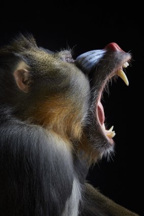 Mandrills and lemurs will be some of the taxidermy primates on show at the Queensland Museum.