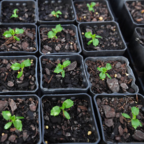 New seedlings in thei ANGAIR potting shed, Memorial Hall, Community Precinct, Anglesea.