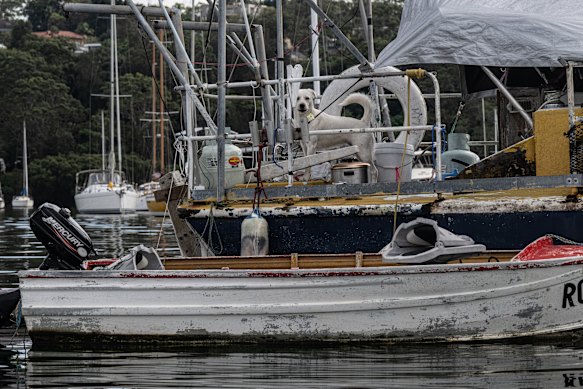 A dog wanders the deck of an ageing vessel in Woodford Bay.
