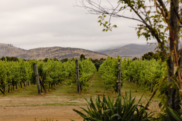 Sit on a patio overlooking the vines … Frogmore Creek.