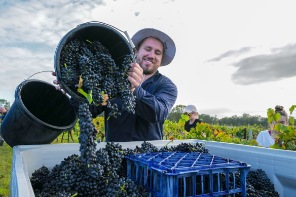 Harvesting grapes at Brokenwood Wines in the Hunter Valley.  