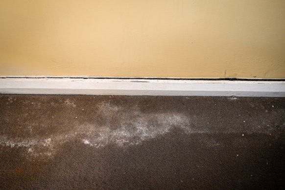 Mould and water damage at a home in Hawthorn before the home was cleaned by Steven Constantinou. 