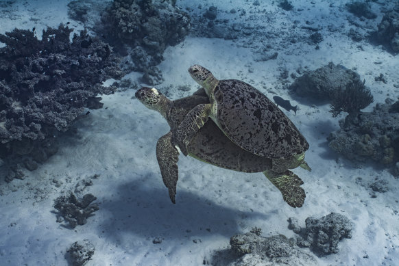 Sandy Islet, part of Scott Reef, is a nesting area for green sea turtles.
