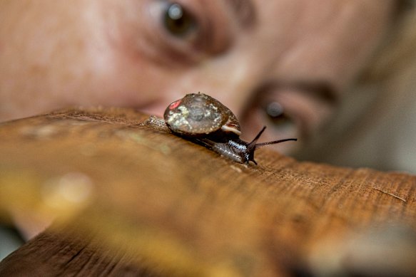 Parnee Bonson from Taronga Zoo with a species of snail from Norfolk Island that nearly went extinct. 
