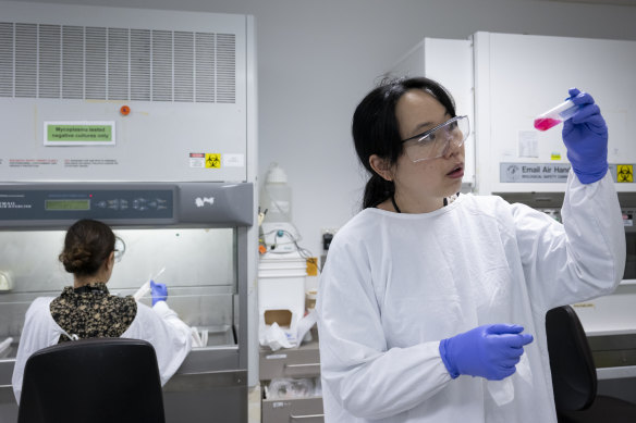 Dr Dongli Liu examines tissue grown from live endometriosis cells at the Lowy Cancer Research Centre, Sydney.
