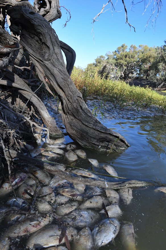 Hundreds of bony bream and other dead fish in the Darling River at Menindee.