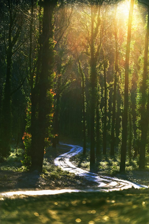 Forest regrowth at Wairewa.