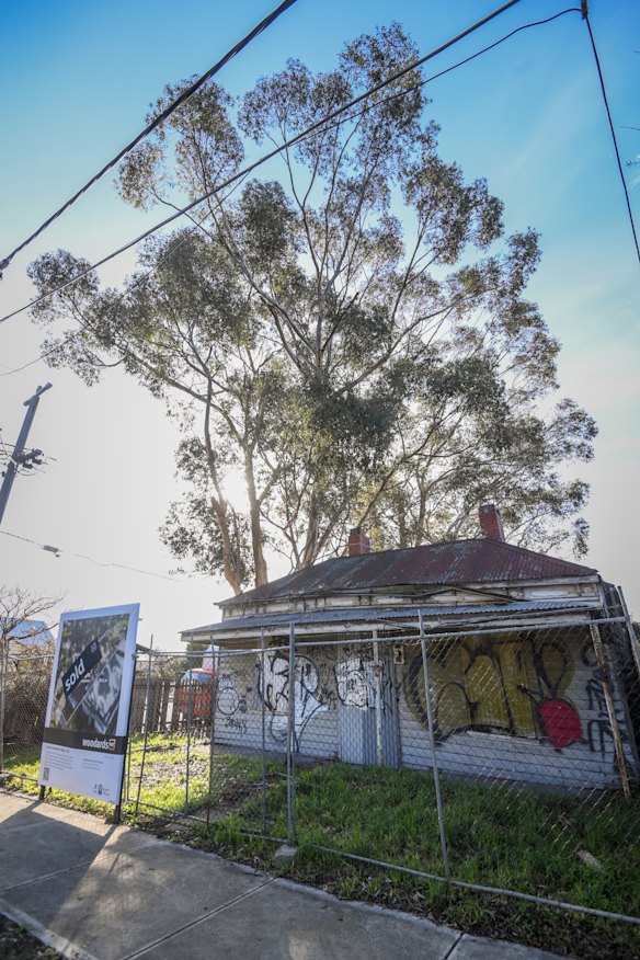 The larger of the two trees is estimated to be almost 30 metres tall.