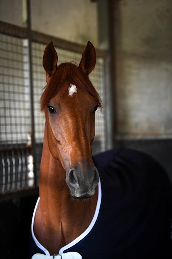 Last year's Melbourne Cup winner Vow And Declare.