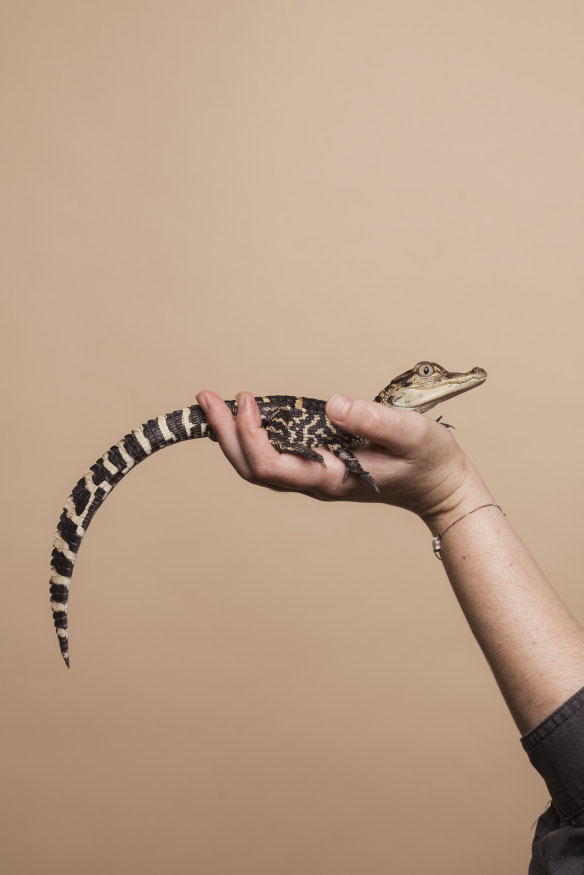 Gator, a baby alligator, held by primates curator Althea Guinsberg. 