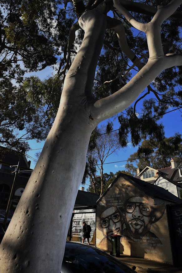 Residents of Sydney's inner west face fewer restrictions to cutting trees down on their own properties, under a new council policy. 