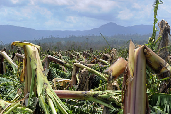 A banana plantation levelled by Yasi in Tully, north Queensland, in 2011. 