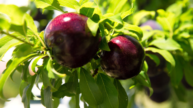 The Queen Garnet plum variety is dark-purple in colour.