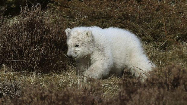 The polar bear cub explores its enclosure at the wildlife park.