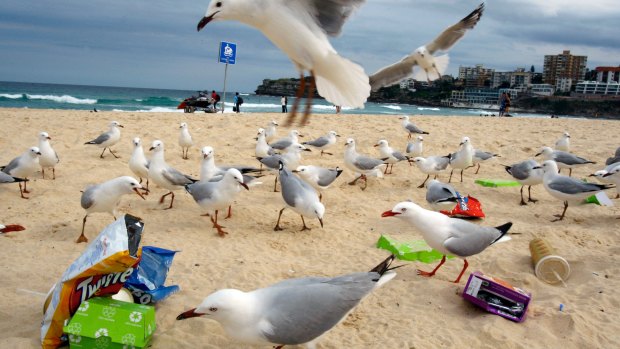 Rubbish left at Bondi Beach attracts the interests of a large group of seagulls. 