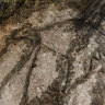 A rock engraving of a kangaroo at Cromer Heights. 