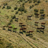 Aerial culling of Kosciuszko feral horses labelled a success