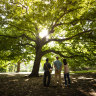 The Aboriginal Heritage Walk through the Royal Botanic Gardens.