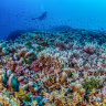 ‘Beacon of hope’: World’s largest coral discovered in Solomon Islands