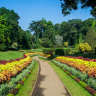 Part of the Peradeniya Royal Botanical Gardens.