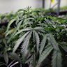 Cannabis plants at a Brisbane facility.