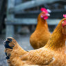 The patient who died had been exposed  to a combination of backyard chickens and wild birds.
