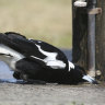 Researchers find what magpies lose from hitting snooze