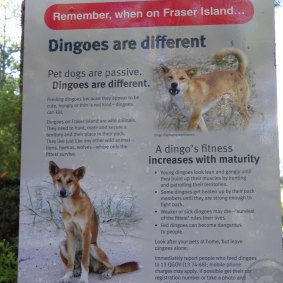 Warnings signs are placed on Fraser Island for visitors to be aware of any danger.