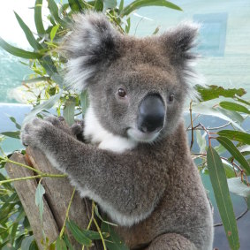 Dakar, a young adult male that received a faecal transplant from wild koalas.