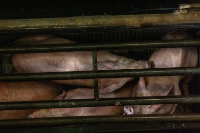 Pigs photographed by an investigator hidden inside the top of the chamber during a gassing operation.