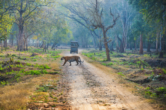 Big cats in India – a tiger takes an early morning walk in Nagarahole forest.