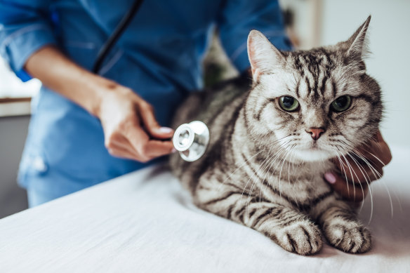 About 80 per cent of veterinary science graduates in Australia are women.