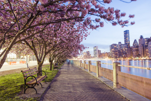  Roosevelt Island in bloom.