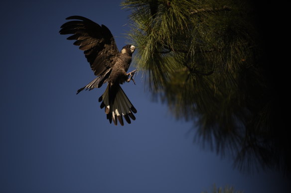 Perth’s black cockatoos are running out of food, as their habitat dwindles across the city.   