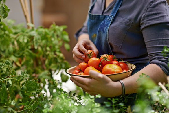 Tomatoes and zucchinis are standard summer fare.