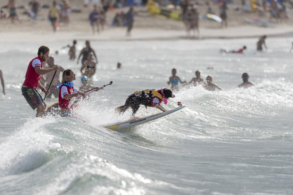 Doggos getting in on the surfing fun during the Noosa Festival of Surfing.