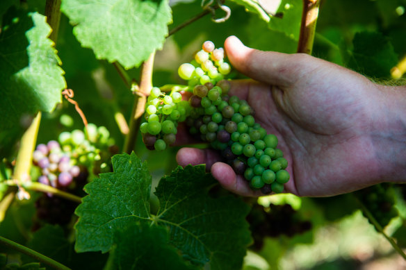 Tolpuddle Vineyard in the Coal River Valley, Tas.