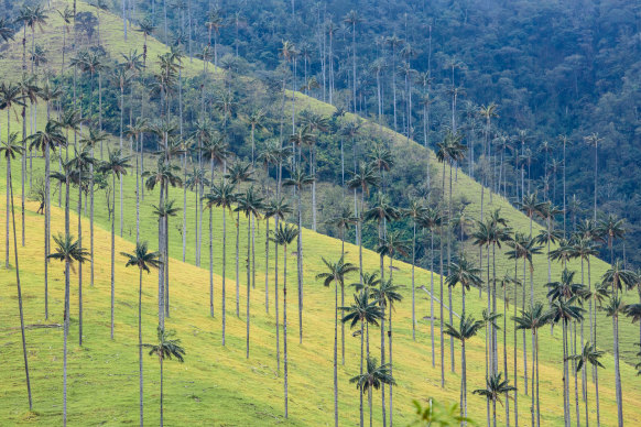 The Quindío wax palm, the world’s tallest palm, which grows in the Andes where scientists say there are thousands more as yet undiscovered tree species. 