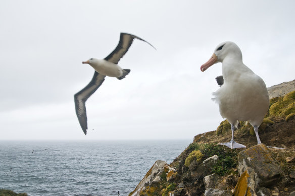 Lovingly monogamous: Black-browed albatrosses.