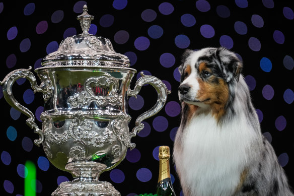 Three-year-old Australian shepherd, Viking, claimed the most prestigious title at Crufts 2024 in Birmingham, England, making headlines around the world.