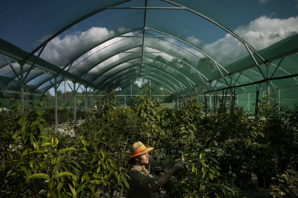 Senior Horticulturist at
The Australian Botanic Gardens Lesley Neuhold, inspects a plant for myrtle rust.