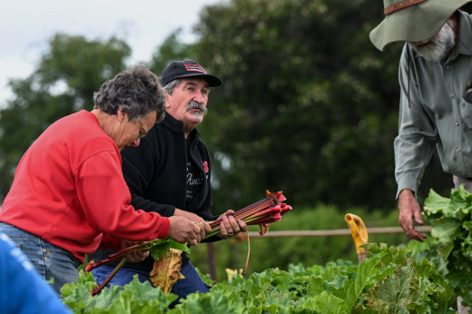 Les Baguley and his long-time friend Joan Datson, who volunteers as a farm worker on his FareShare land, at this week’s harvest of rhubarb.