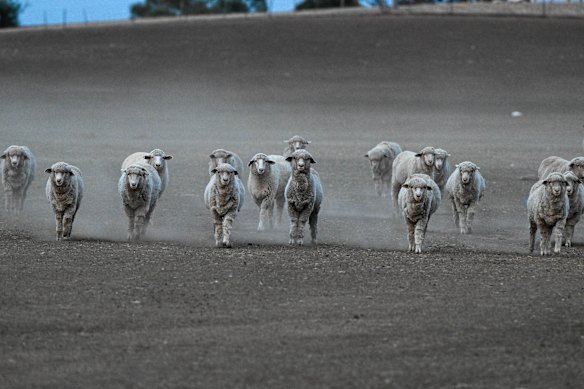 Drought extends across western Victoria to the  centre and north-east of the state, where sheep on bare paddocks rush farmers bringing feed.